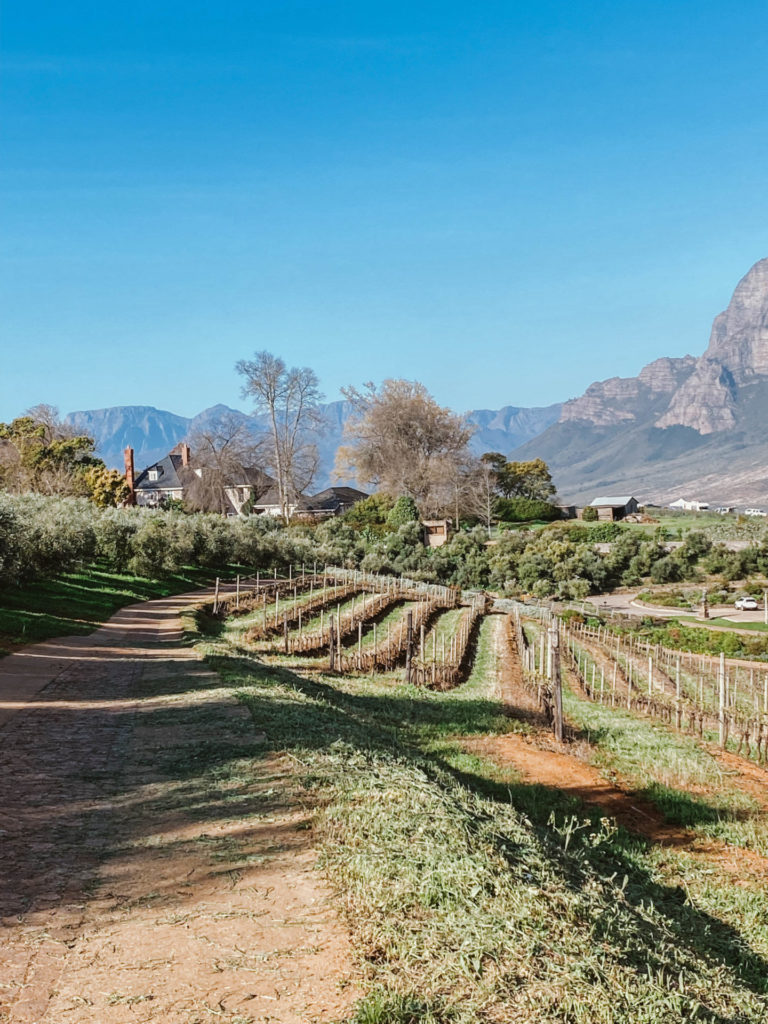 Stellenbosch is one of the most incredible wine regions I've ever been to. Check out this post for some of my favorite Stellenbosch wineries. 