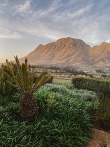Why South African Wines Are Worth Trying